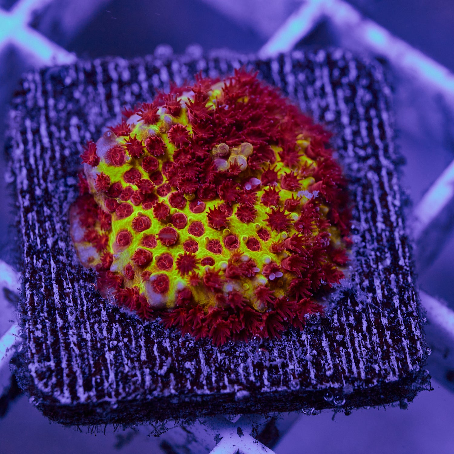 Burning Banana Stylocoeniella