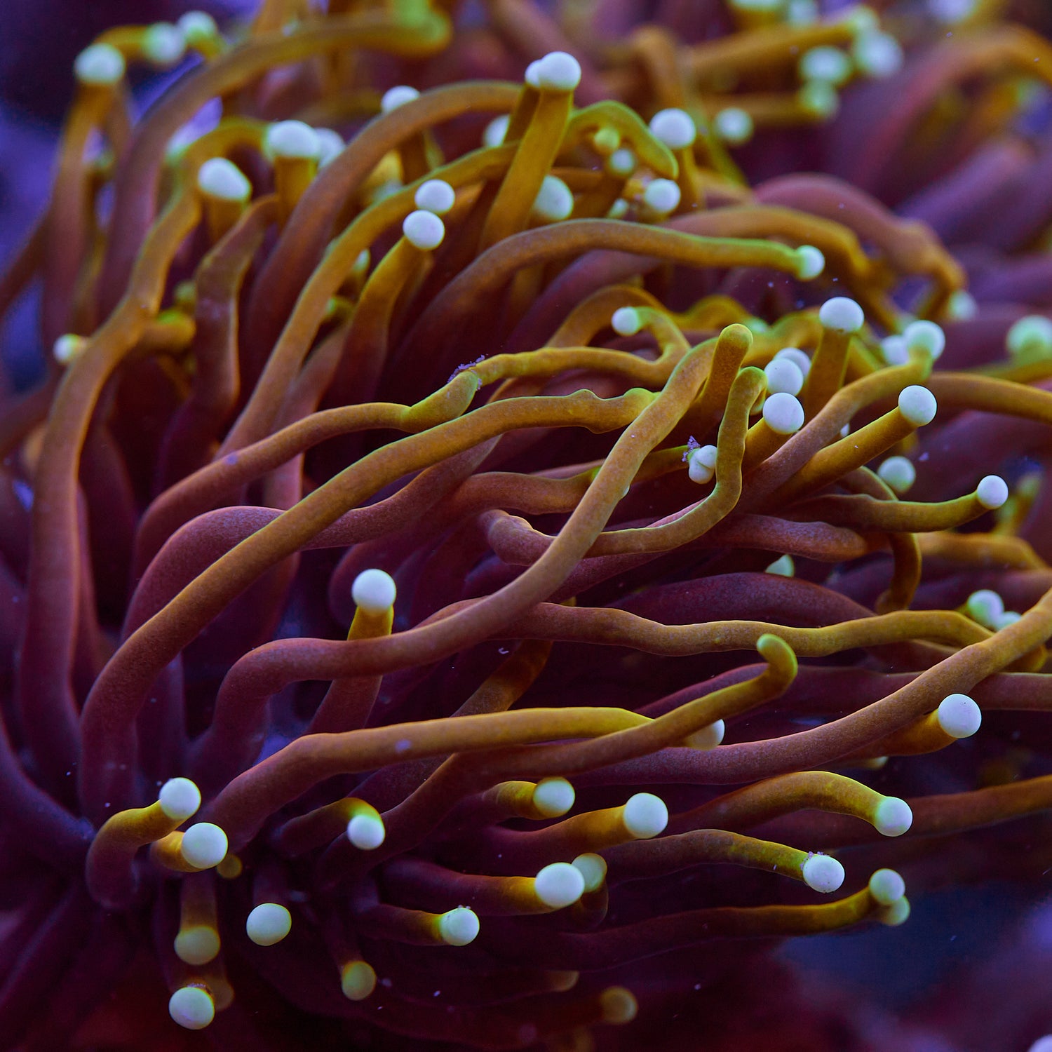 Dragon Soul Gold torch 2 heads WYSIWYG