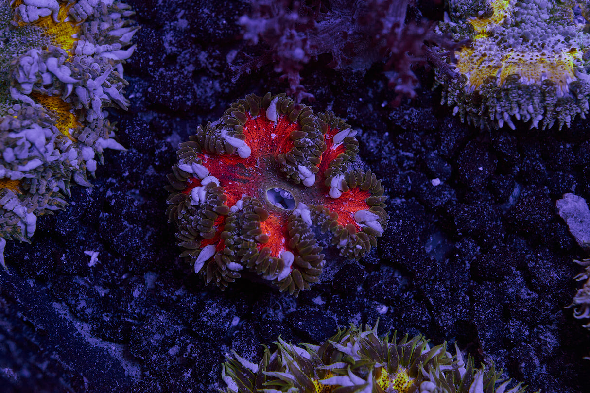 Rock Flower Anemone