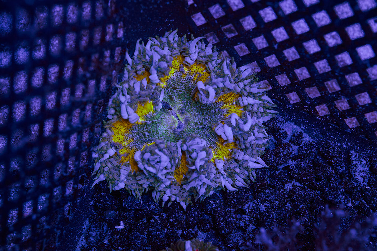 Rock Flower Anemone