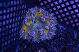 Rock Flower Anemone