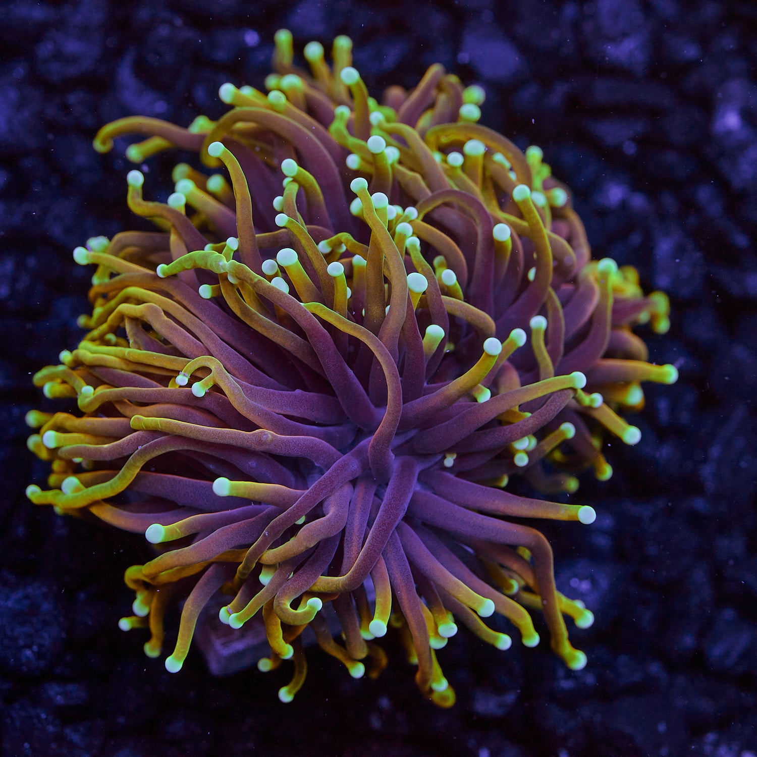 Dragon Soul Gold torch 2 heads WYSIWYG