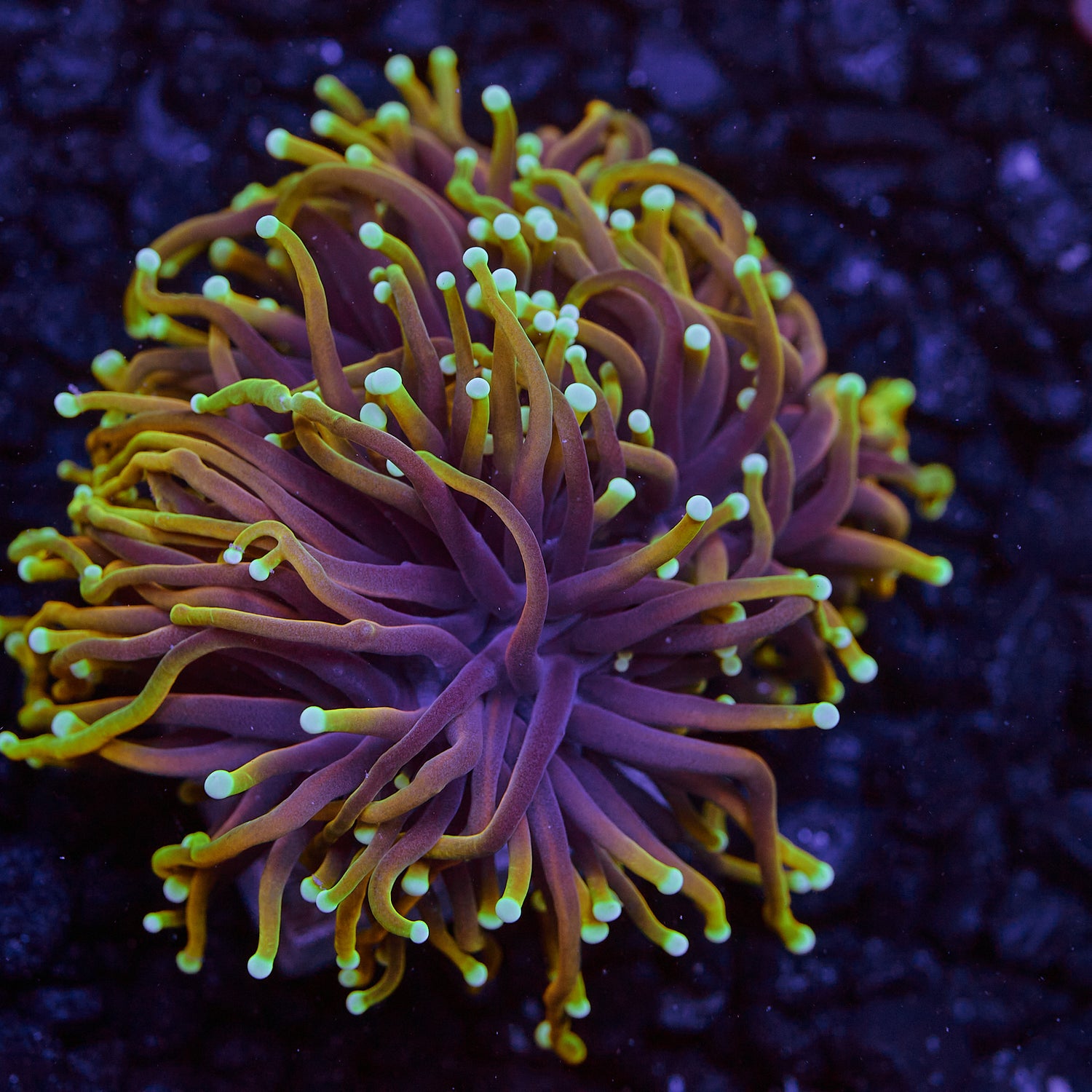 Dragon Soul Gold torch 2 heads WYSIWYG