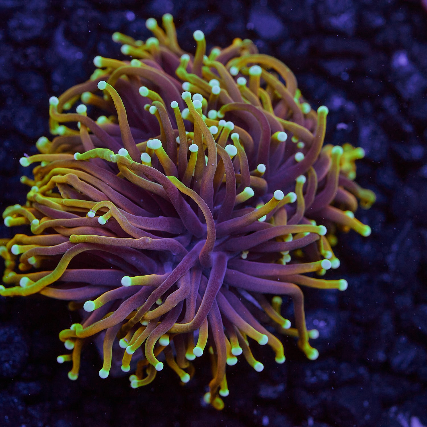 Dragon Soul Gold torch 2 heads WYSIWYG