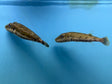 Burrowing Puffer