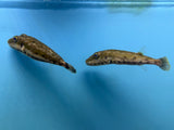 Burrowing Puffer
