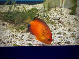 Shepard’s Angelfish