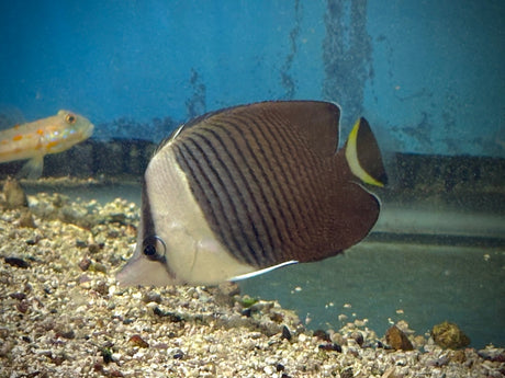 White-face Butterflyfish