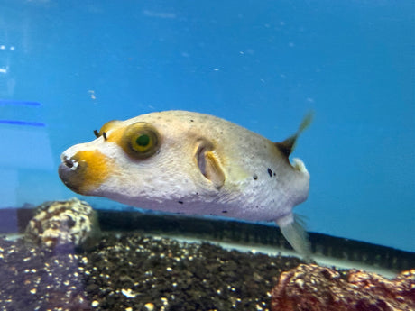Dogface Puffer Fish