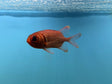 Big Eye Squirrelfish