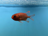 Big Eye Squirrelfish
