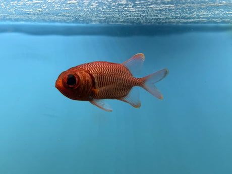 Big Eye Squirrelfish