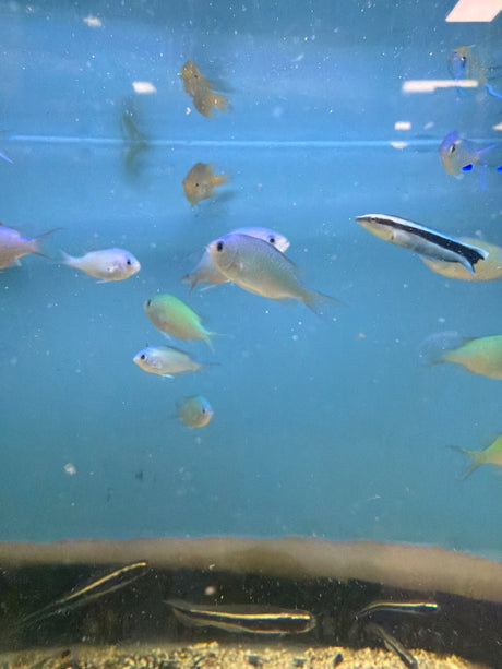 Green Chromis Fish
