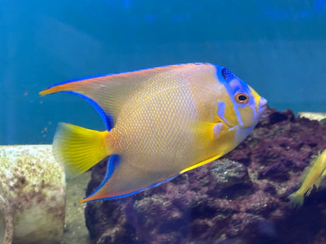 Queen Angel Fish