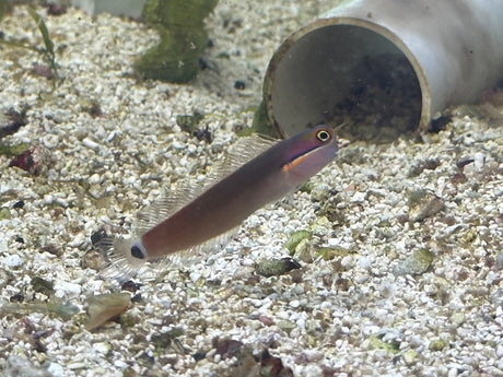 Tailspot Blenny Fish