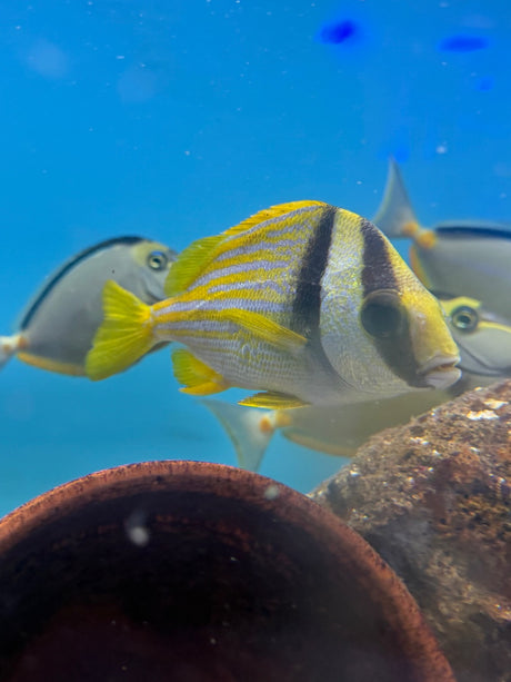 Porkfish