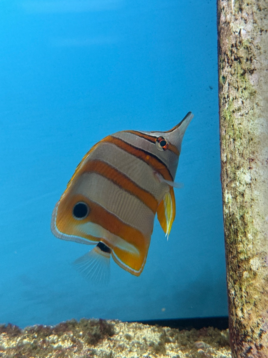 Copperband Butterflyfish