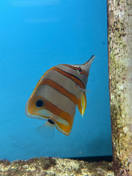 Copperband Butterflyfish