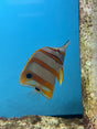 Copperband Butterflyfish