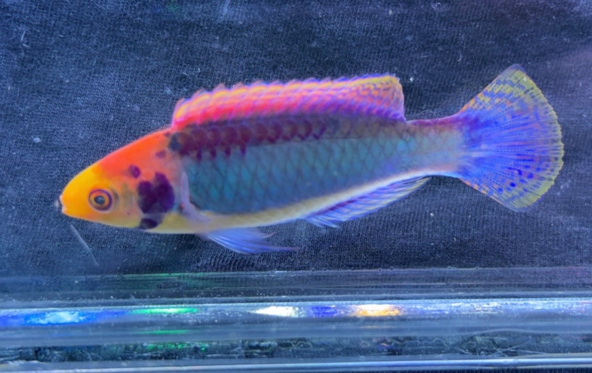 Clown Fairy Wrasse