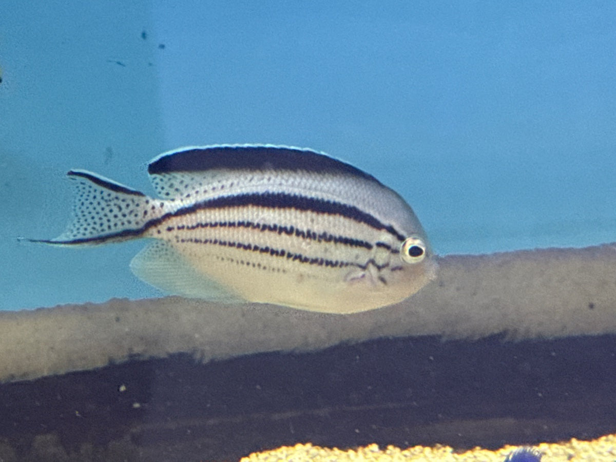 Lamarck's Angelfish
