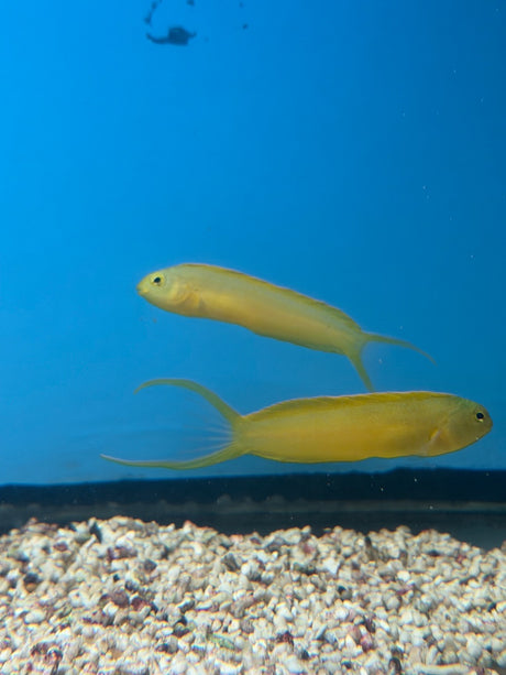 Canary Blenny Fish
