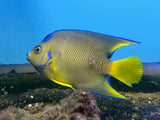 Townsend Angelfish