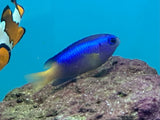 Gold Belly Damsel
