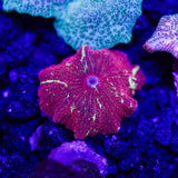 Ultra Eclectus Mushroom Coral