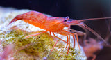 Peppermint Shrimp (Lysmata wurdemanni)