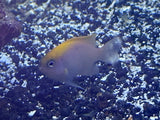 Pink Smith Damselfish
