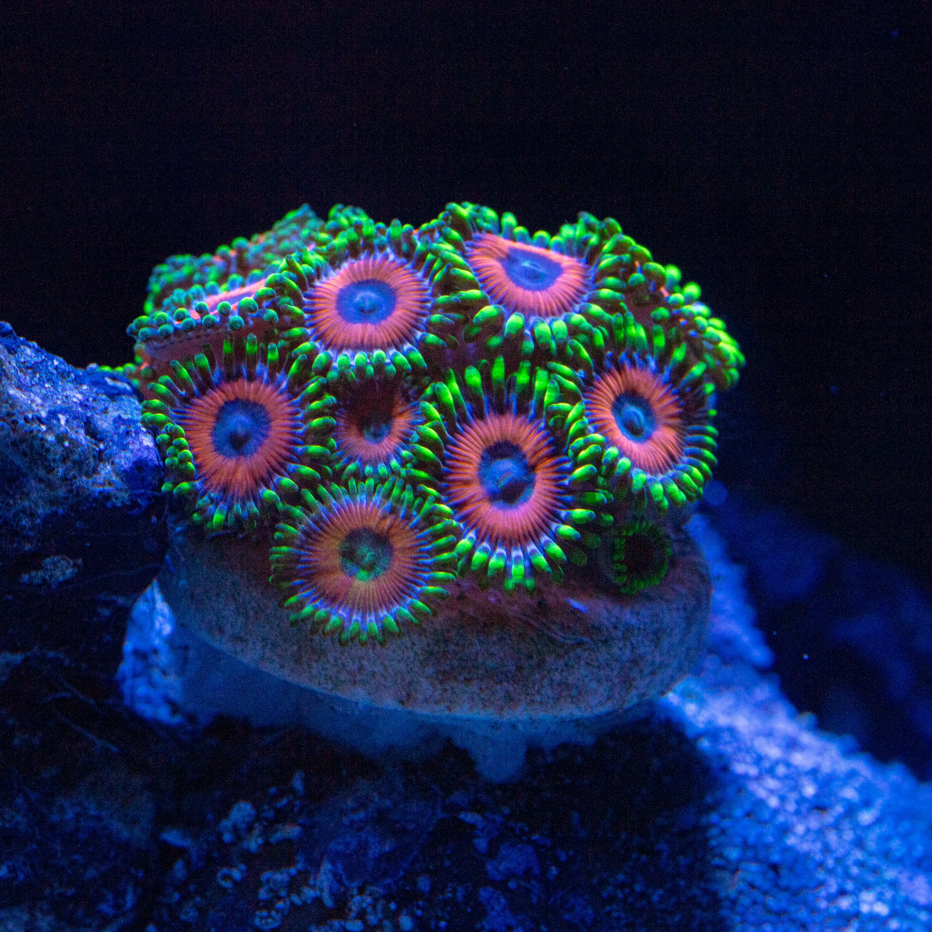 Reef　Mat500 ReefMat 500 Fleece Roller Filter - Red Sea - SaltwaterAquarium.com