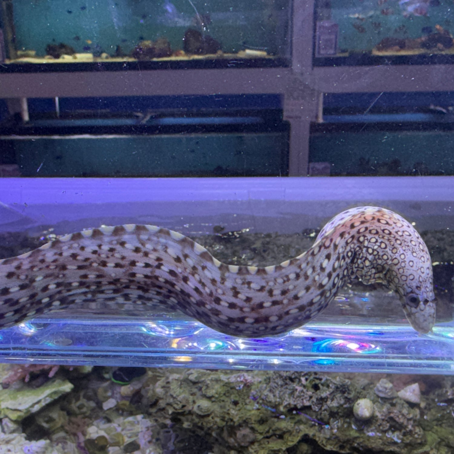 Mexican dragon eel