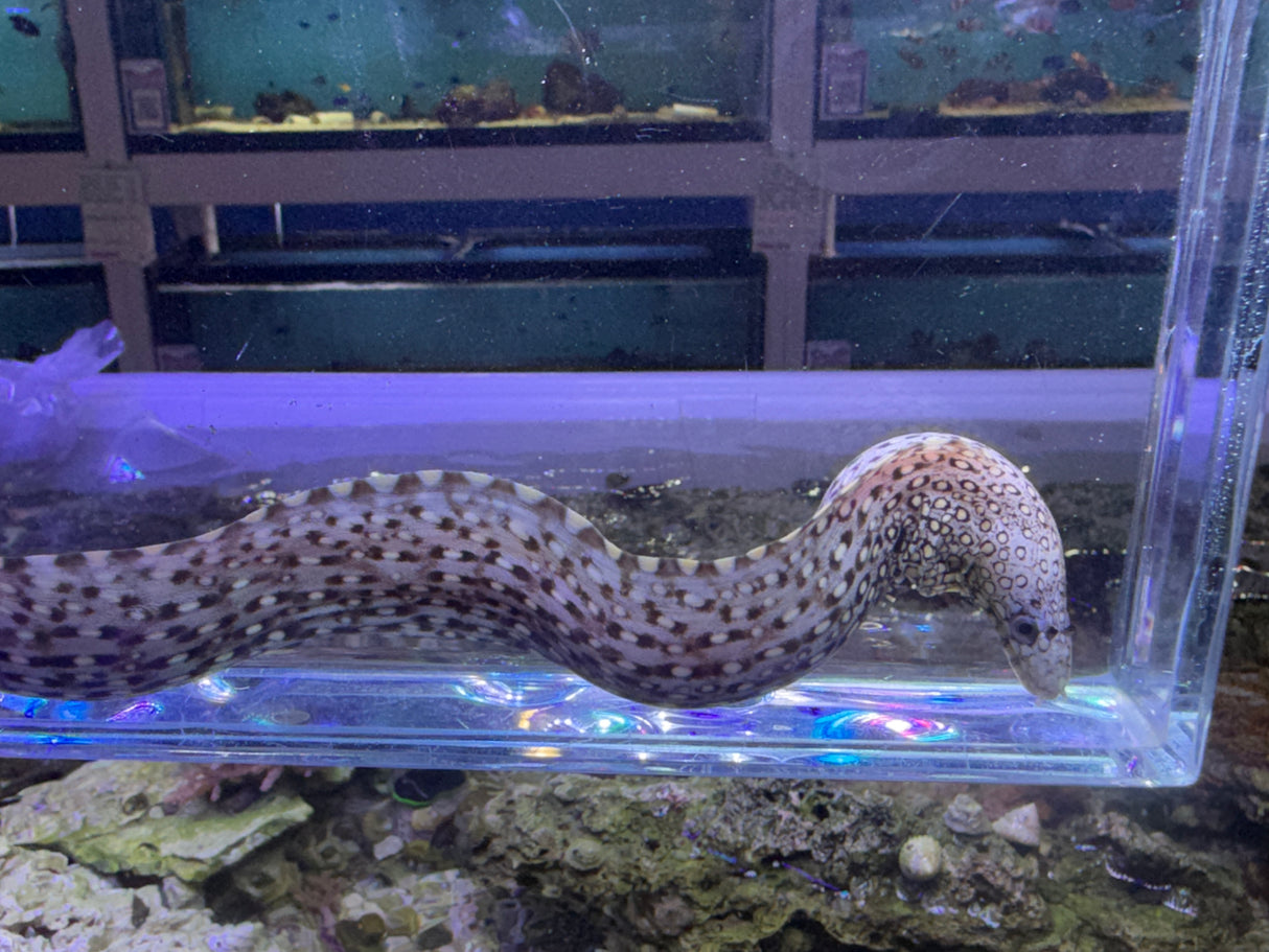 Mexican dragon eel