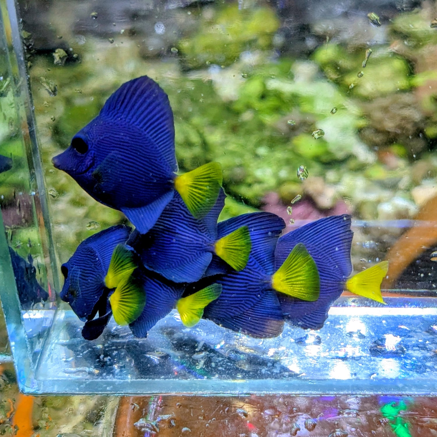 Purple & Yellow Tang combo