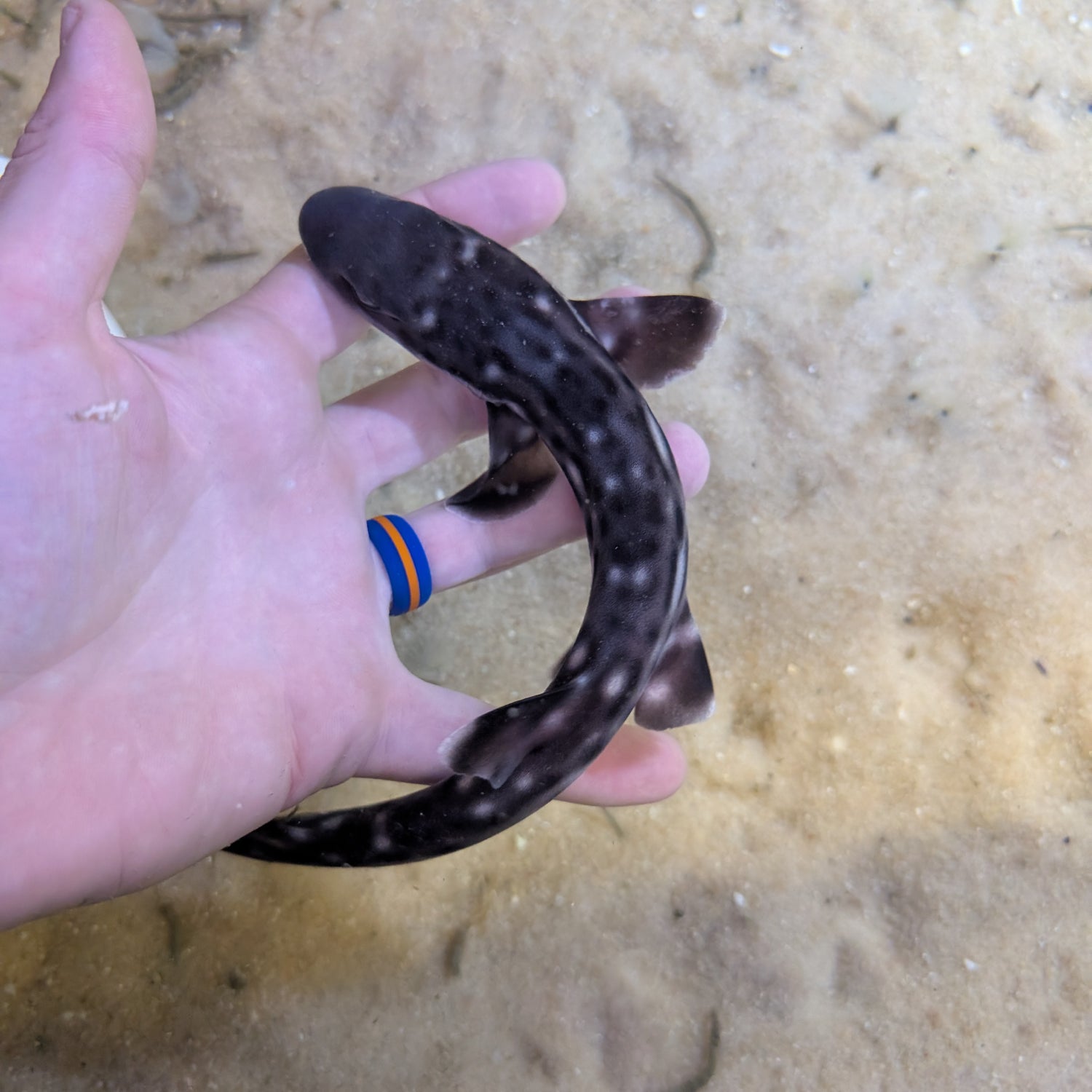 Marbled Coral Cat Shark-SM Atelomycterus marmoratus