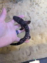 Marbled Coral Cat Shark-SM Atelomycterus marmoratus