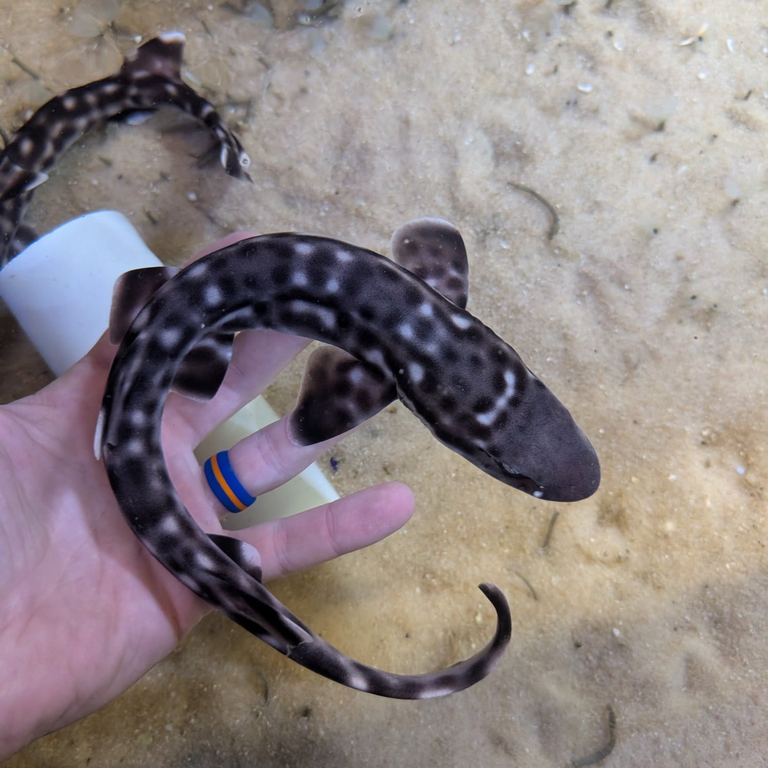 Marbled Coral Cat Shark-SM Atelomycterus marmoratus