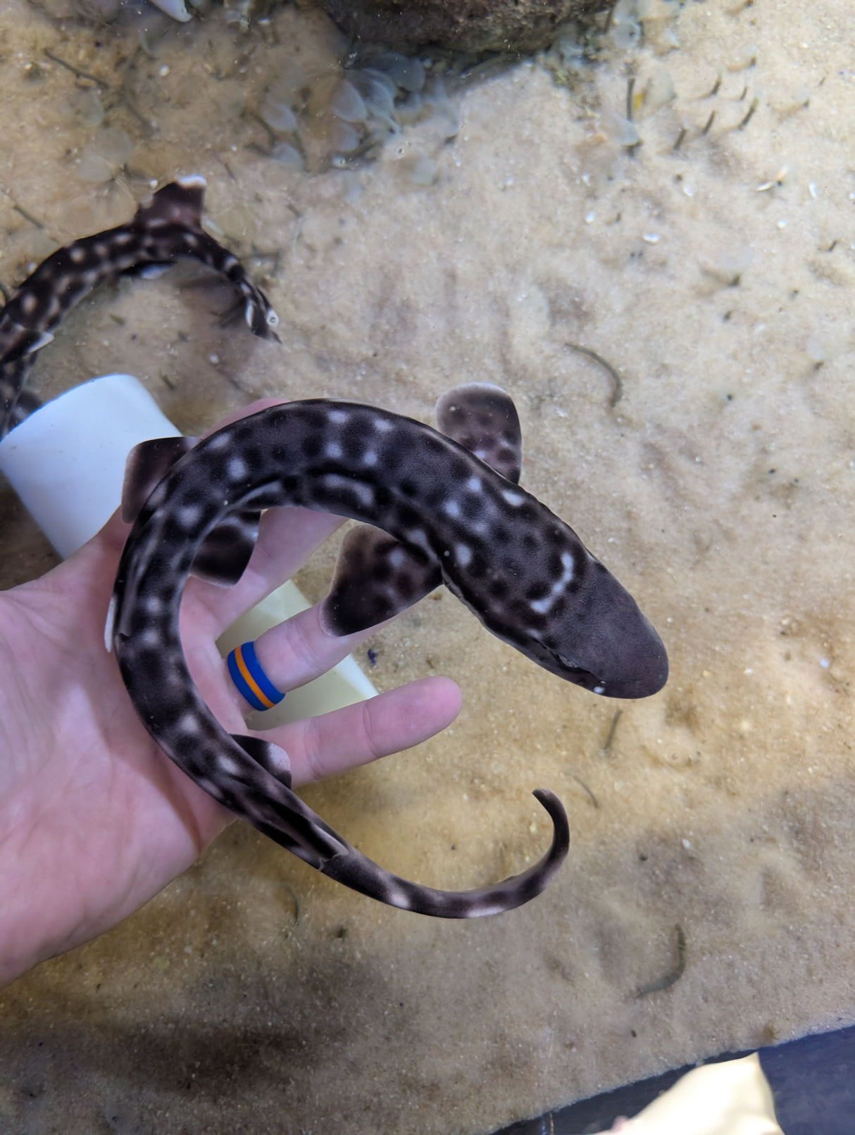 Marbled Coral Cat Shark-SM Atelomycterus marmoratus