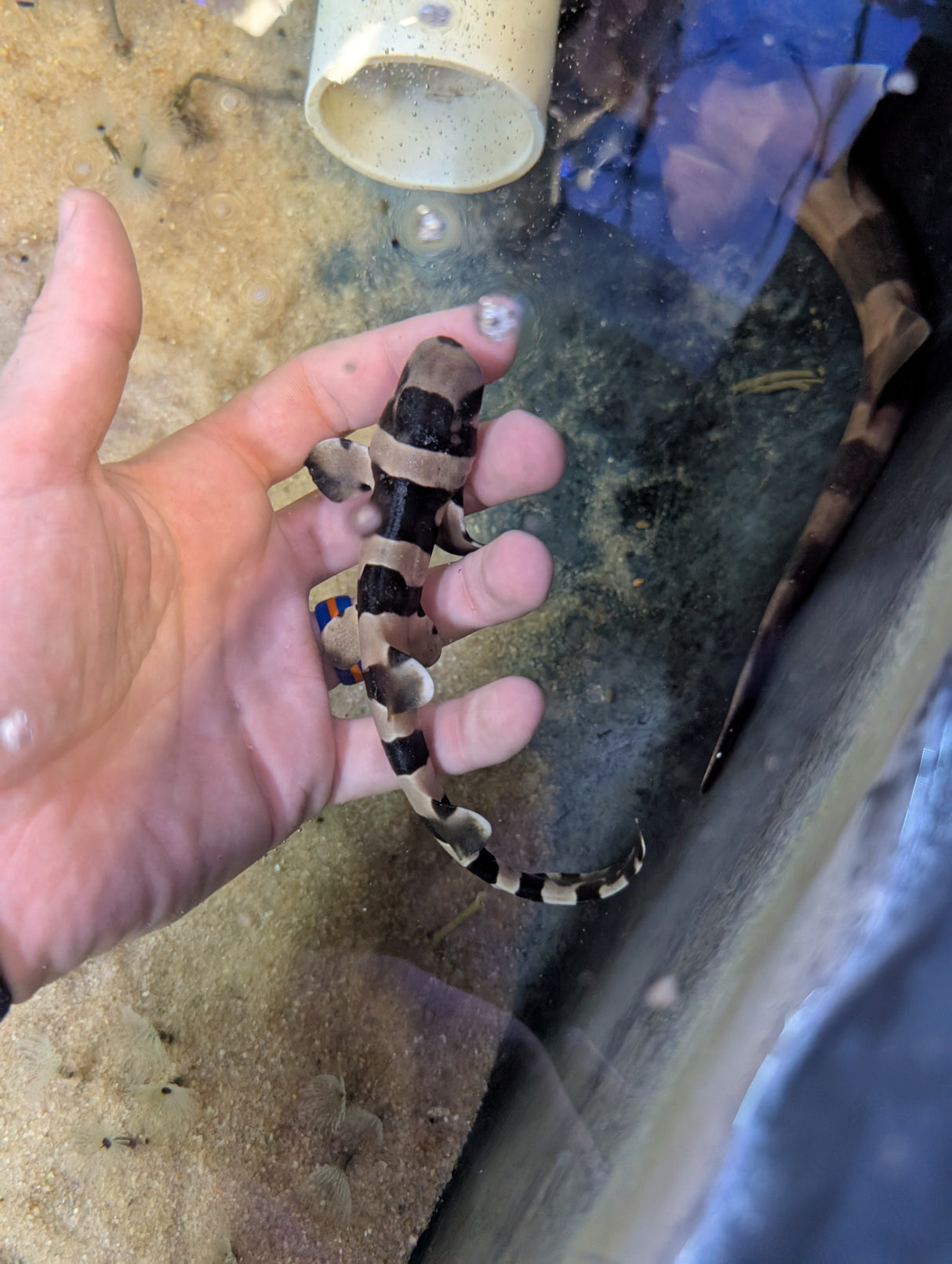 Bamboo Shark-small