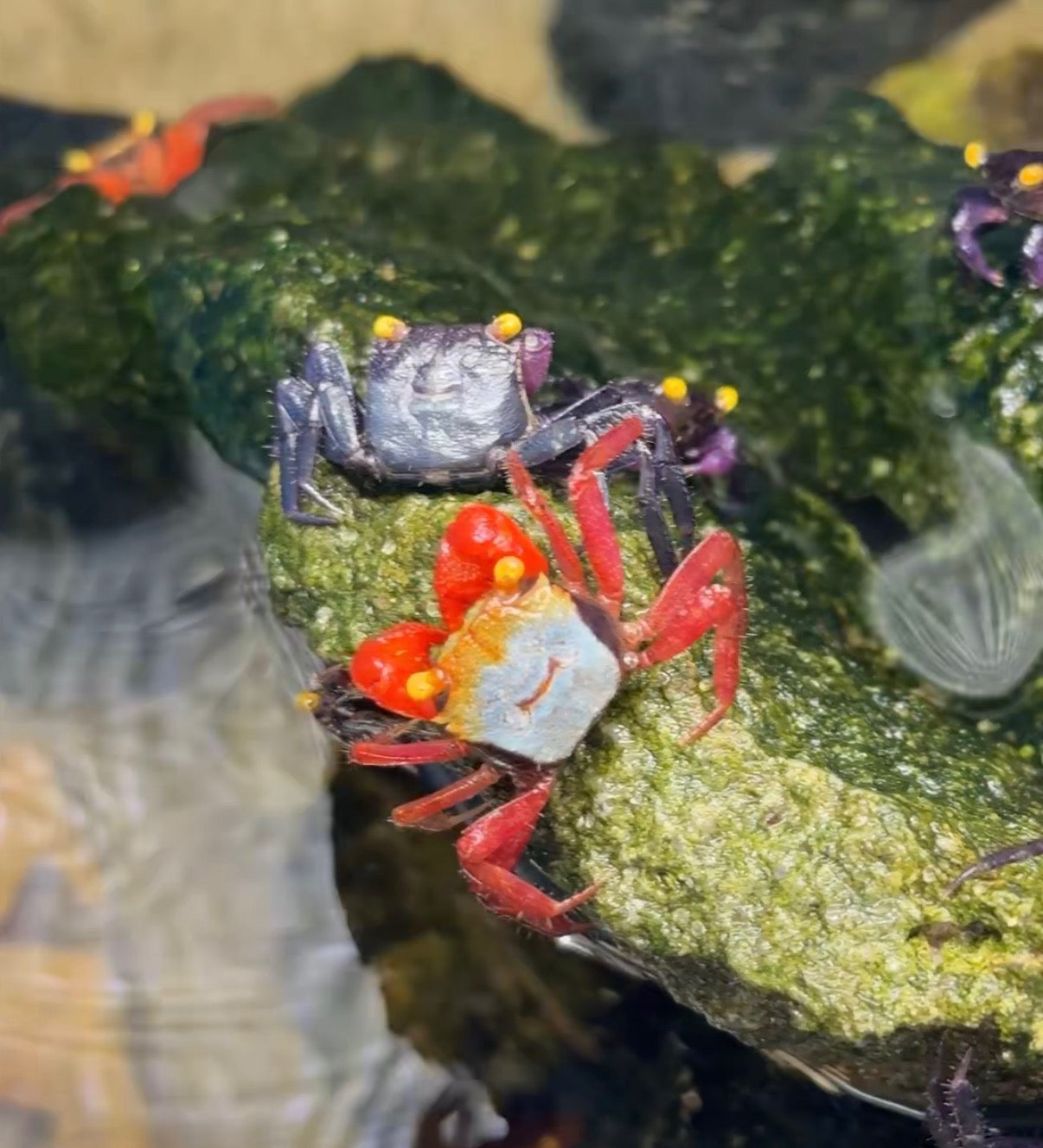 Vampire crabs