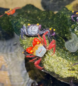 Vampire crabs