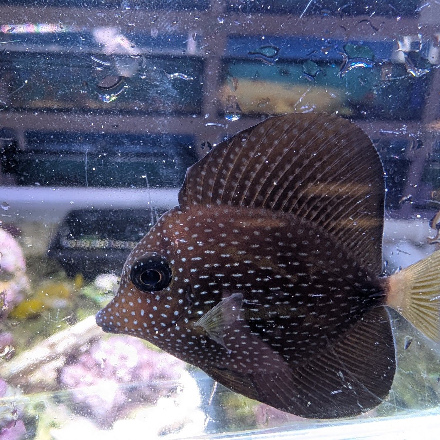 Gem tang-small