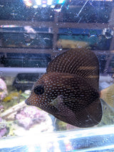 Gem tang-small