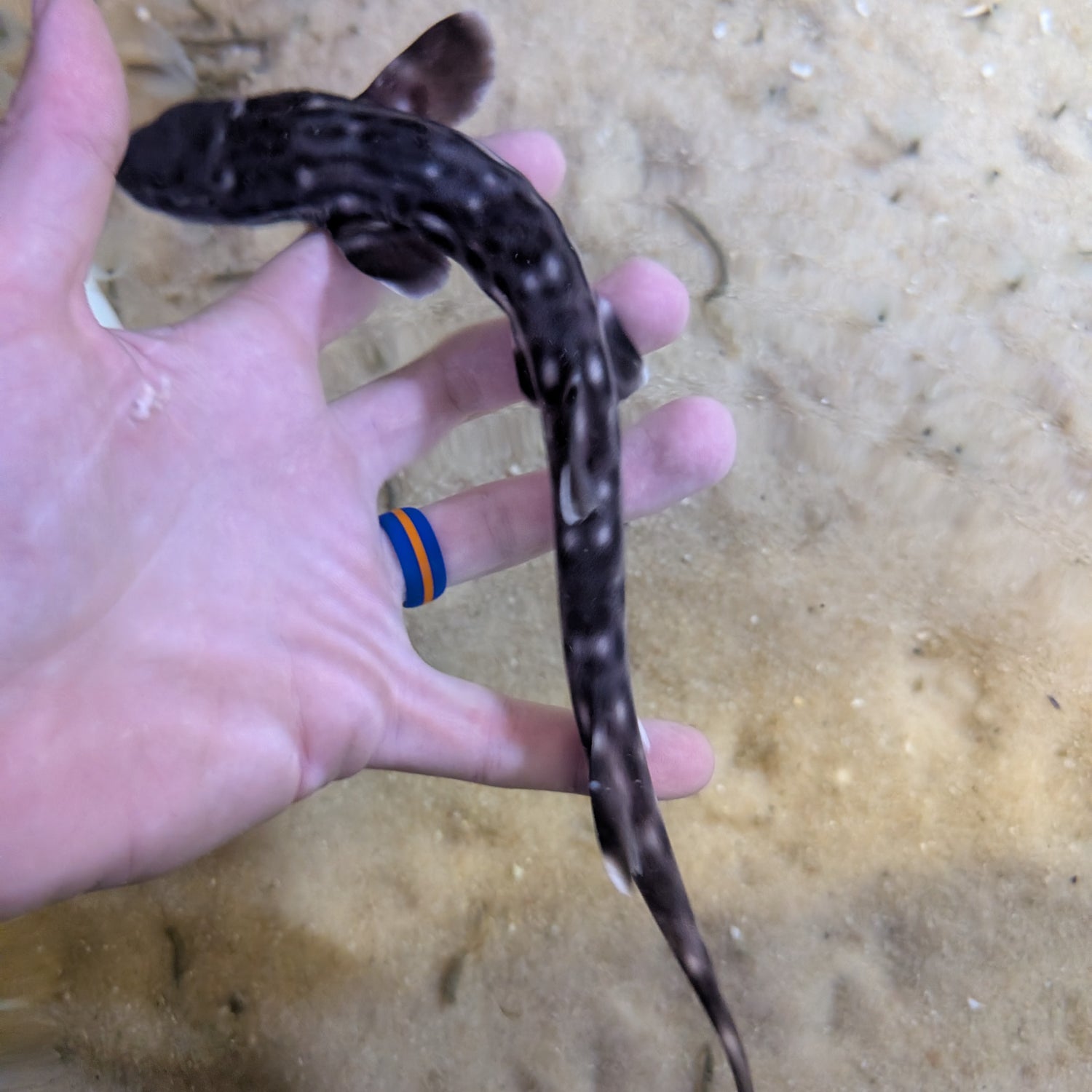 Marbled Coral Cat Shark-SM Atelomycterus marmoratus