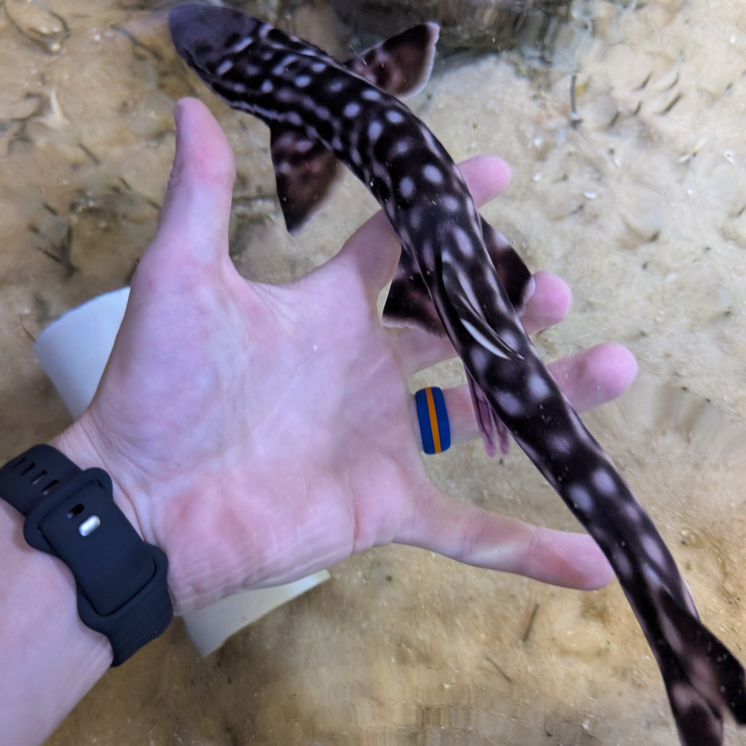 Marbled Coral Cat Shark-LG Atelomycterus marmoratus