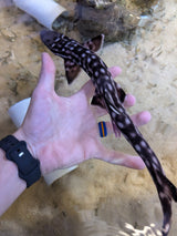 Marbled Coral Cat Shark-LG Atelomycterus marmoratus