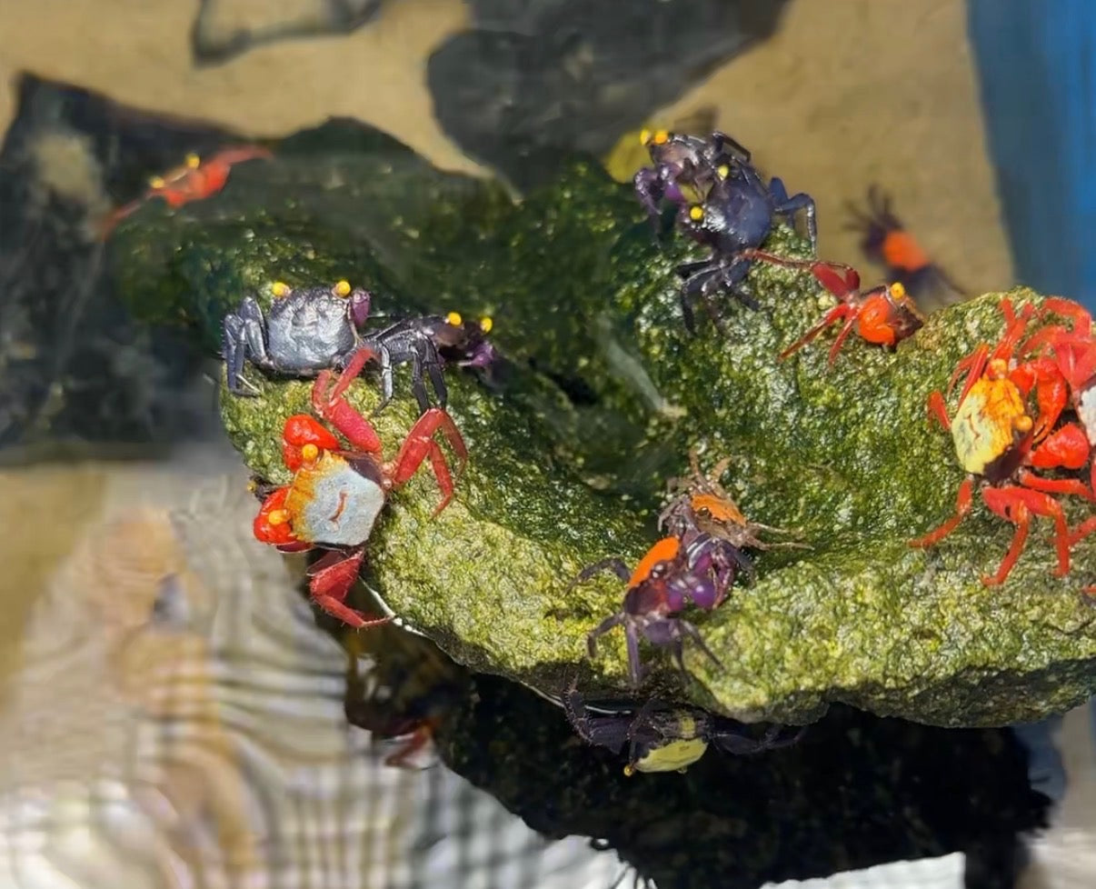 Vampire crabs