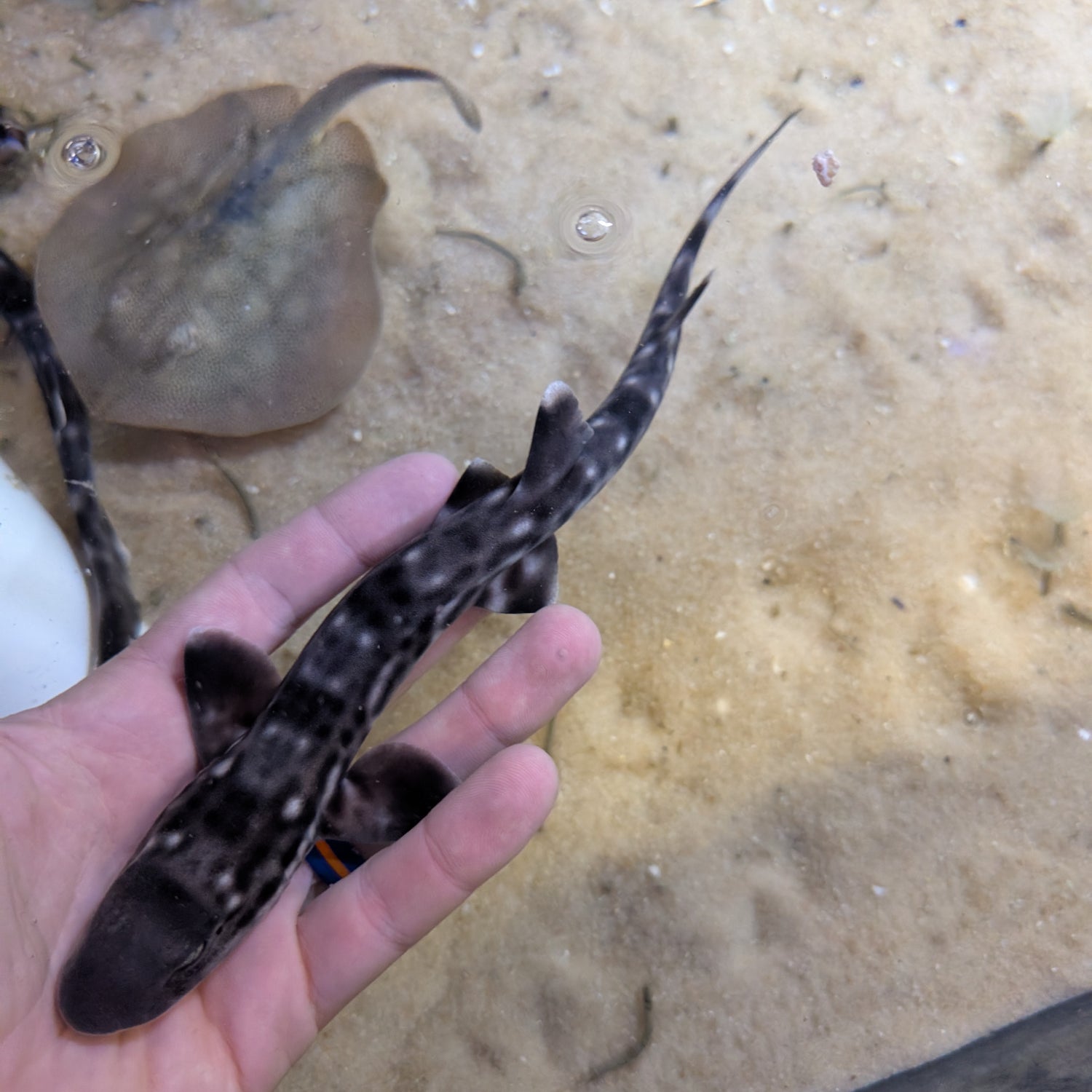 Marbled Coral Cat Shark-SM Atelomycterus marmoratus