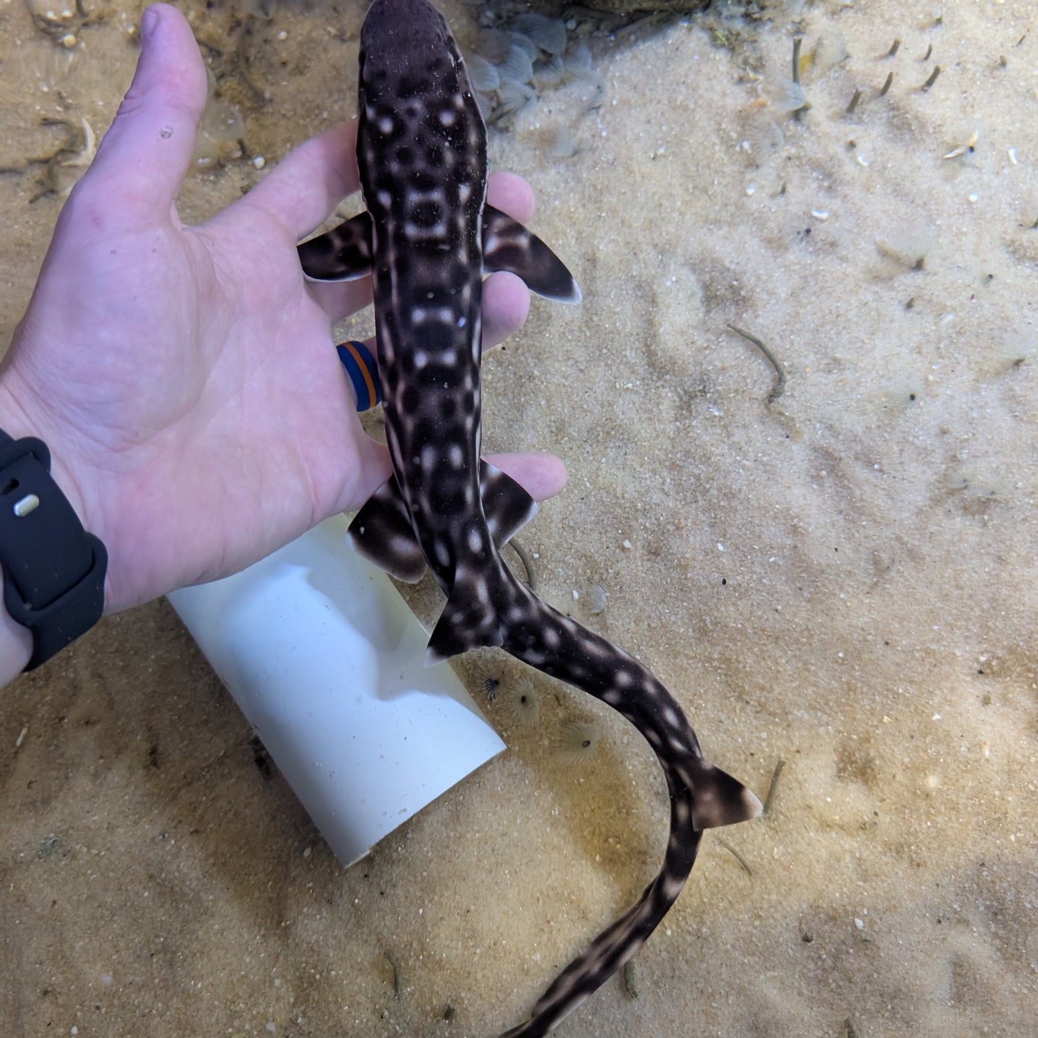Marbled Coral Cat Shark-LG Atelomycterus marmoratus